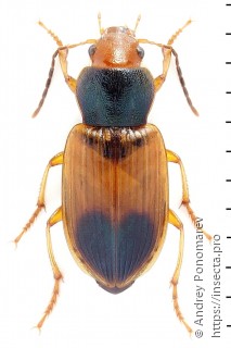 Diachromus germanus