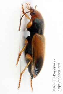 Diachromus germanus