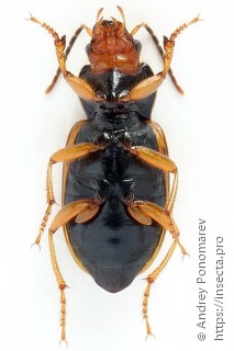 Diachromus germanus