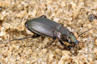 Poecilus cupreus