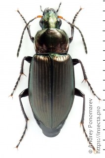 Poecilus cupreus