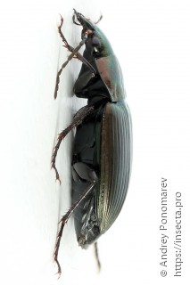 Poecilus cupreus