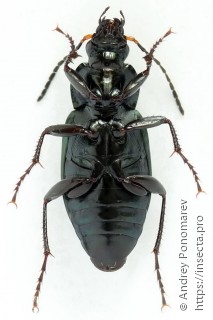 Poecilus cupreus