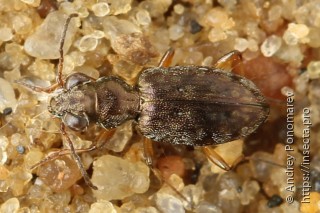 Asaphidion flavipes