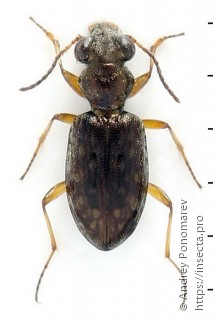 Asaphidion flavipes