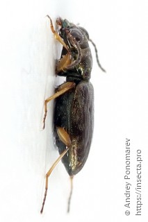 Asaphidion flavipes