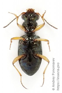 Asaphidion flavipes