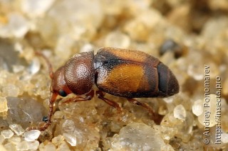 Kateretes pusillus