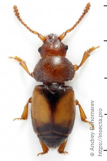 Kateretes pusillus