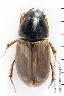 Melinopterus prodromus