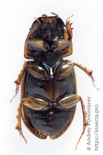 Melinopterus prodromus