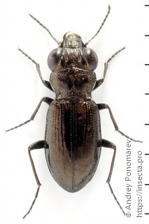 Notiophilus palustris