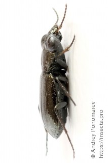 Notiophilus palustris