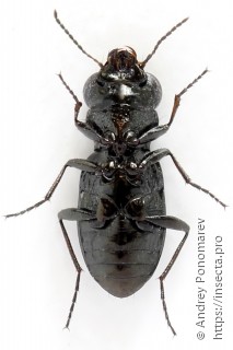 Notiophilus palustris