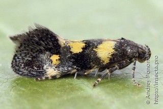 Chrysoesthia sexguttella