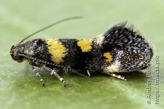 Chrysoesthia sexguttella