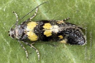 Chrysoesthia sexguttella