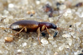 Oxypselaphus obscurus