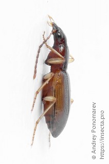 Oxypselaphus obscurus