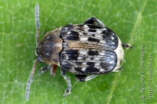 Bruchus affinis