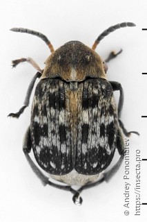 Bruchus affinis