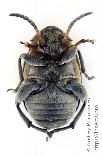 Bruchus affinis