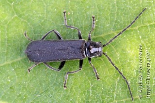 Cantharis paludosa