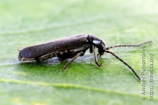 Cantharis paludosa