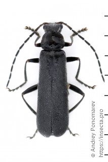 Cantharis paludosa