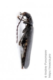 Cantharis paludosa