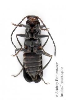 Cantharis paludosa