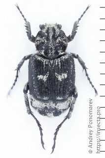 Valgus hemipterus