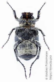 Valgus hemipterus