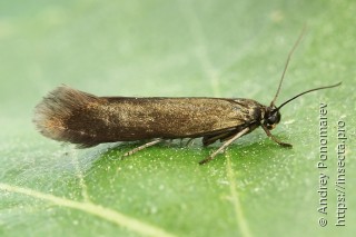 Scythris obscurella