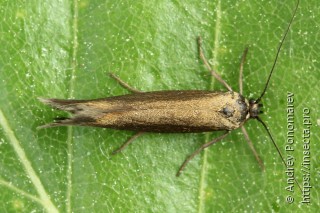 Scythris obscurella