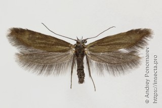 Scythris obscurella