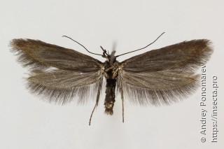 Scythris obscurella