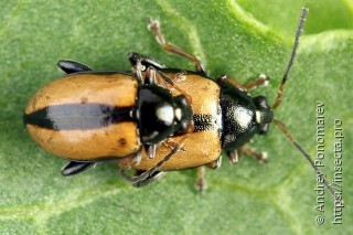 Phyllotreta armoraciae