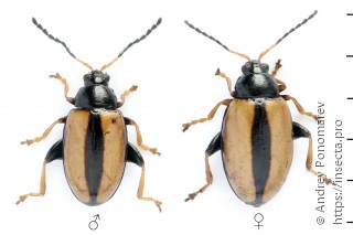 Phyllotreta armoraciae