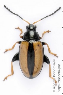 Phyllotreta armoraciae