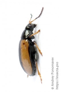 Phyllotreta armoraciae