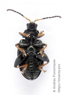 Phyllotreta armoraciae