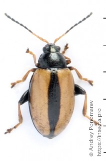 Phyllotreta armoraciae