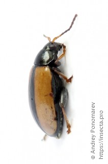 Phyllotreta armoraciae