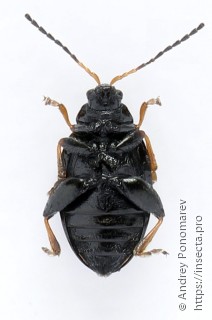 Phyllotreta armoraciae