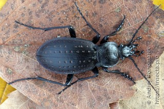 Carabus hortensis