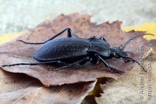 Carabus hortensis