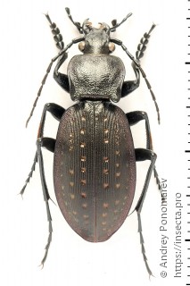 Carabus hortensis