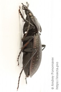 Carabus hortensis