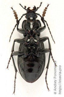 Carabus hortensis